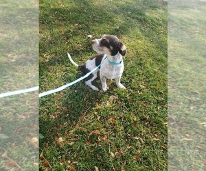 Chiweenie-Jack Russell Terrier Mix Puppy for sale in CO SPGS, CO, USA