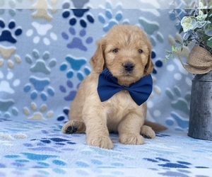 Goldendoodle Puppy for sale in LANCASTER, PA, USA