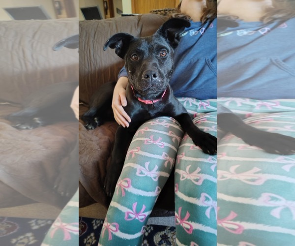 Medium Photo #1 Labrador Retriever-Unknown Mix Puppy For Sale in New London, WI, USA