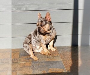 Father of the French Bulldog puppies born on 03/13/2025