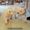 Small Photo #111 Dogo Argentino Puppy For Sale in PINEVILLE, MO, USA