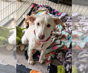 Mountain Cur-Unknown Mix Dogs for adoption in Boston, MA, USA