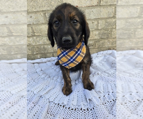 Medium Photo #1 Labradoodle Puppy For Sale in WILLIAMSTOWN, KY, USA