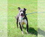 Small #2 American Pit Bull Terrier
