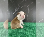 Small Photo #102 Boston Terrier Puppy For Sale in TULARE, CA, USA