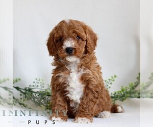 Cavapoo Puppy for sale in LITITZ, PA, USA