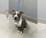 *HICKORY - Male Mutt Dog for Adoption - Small photo