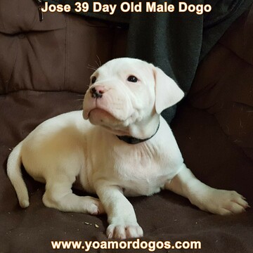 Medium Photo #258 Dogo Argentino Puppy For Sale in JANE, MO, USA
