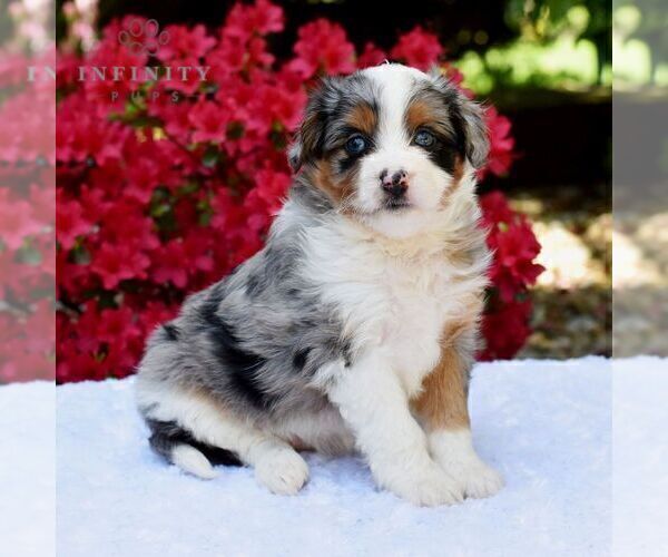 Medium Photo #6 Aussiedoodle Miniature  Puppy For Sale in SUNBURY, PA, USA