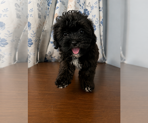 Medium Photo #15 Shih-Poo Puppy For Sale in DURHAM, CT, USA