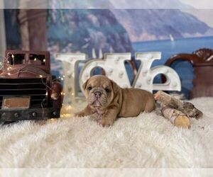 English Bulldog Puppy for sale in OOLOGAH, OK, USA
