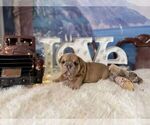 Image preview for Ad Listing. Nickname: nera blue fawn