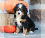 Image preview for Ad Listing. Nickname: Benny