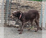 Small #3 Mutt