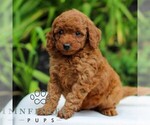 Small #2 Goldendoodle (Miniature)