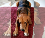 Small #5 Beagle