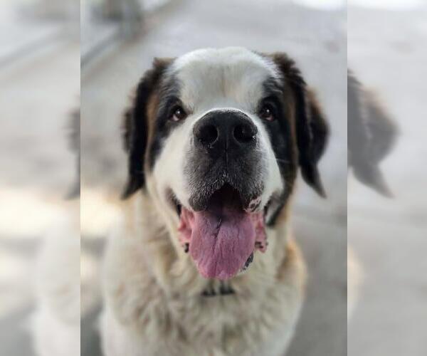 Medium Photo #2 Saint Bernard-Unknown Mix Puppy For Sale in Plover, WI, USA