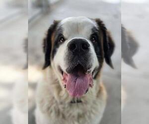 Zoey - Female Saint Bernard-Unknown Mix Dog for Adoption - Photo #2