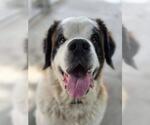 Small Photo #2 Saint Bernard-Unknown Mix Puppy For Sale in Plover, WI, USA