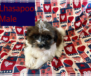 Lhasa-Poo Puppy for sale in AMSTERDAM, MO, USA