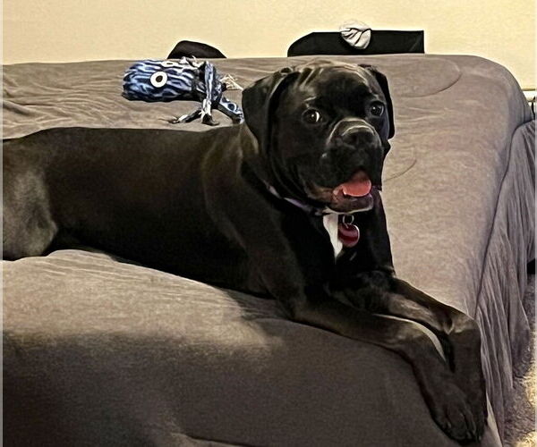 Medium Photo #2 Boxer Puppy For Sale in Austin, TX, USA