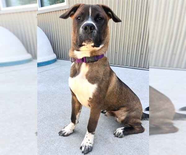 Medium Photo #1 Mutt Puppy For Sale in Sacramento, CA, USA