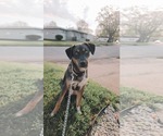 Small Catahoula Leopard Dog-German Shepherd Dog Mix
