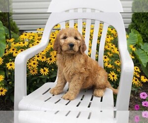 Goldendoodle Puppy for sale in SEBRING, OH, USA