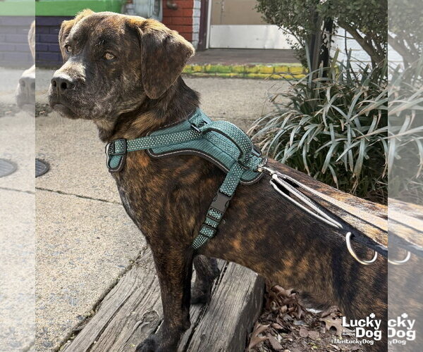 Medium Photo #2 Basset Hound-Unknown Mix Puppy For Sale in Washington, DC, USA