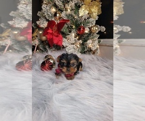 Yorkshire Terrier Puppy for sale in INDIANAPOLIS, IN, USA