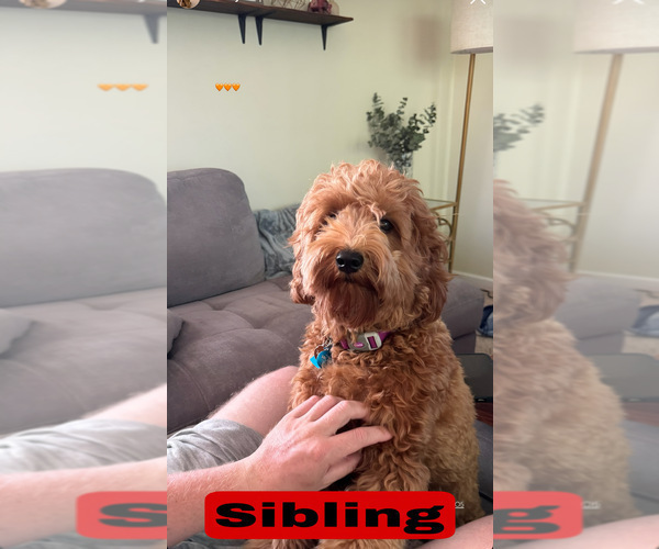 Medium Photo #13 Goldendoodle (Miniature) Puppy For Sale in BAKERSFIELD, CA, USA