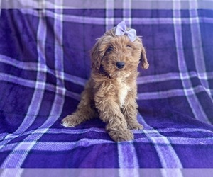 Cavapoo Puppy for sale in LAKELAND, FL, USA