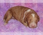 Small #2 Miniature Labradoodle