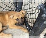Small German Shepherd Dog Mix