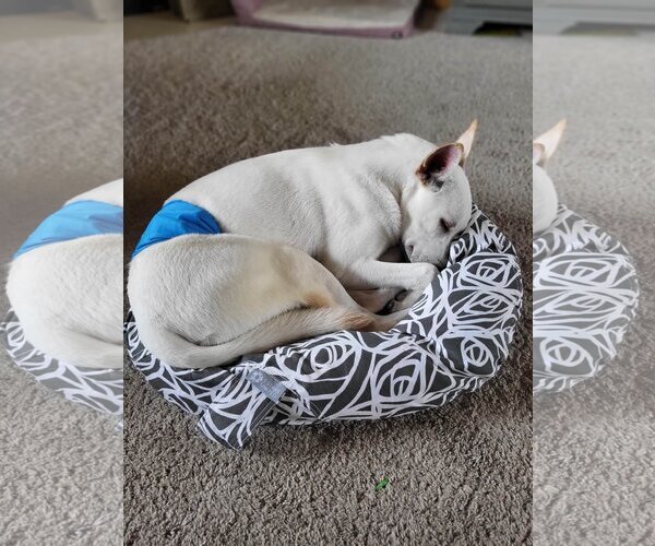 Medium Photo #3  Puppy For Sale in , 