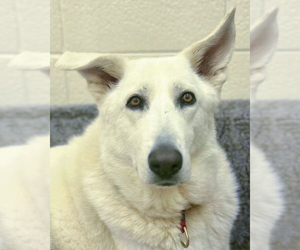 Medium Photo #4 German Shepherd Dog-Great Pyrenees Mix Puppy For Sale in Petaluma, CA, USA