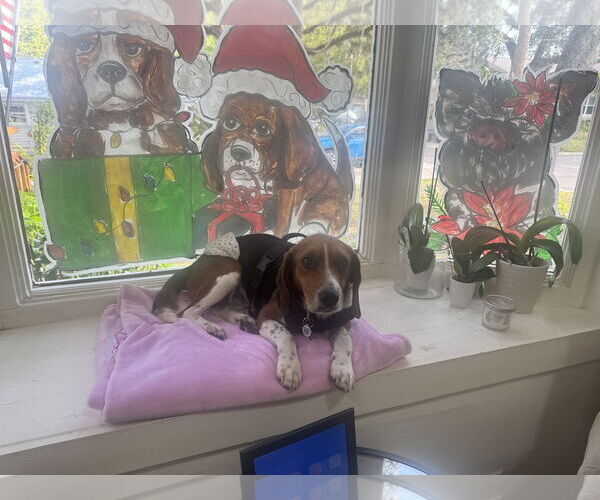 Medium Photo #4 Beagle Puppy For Sale in Tampa, FL, USA
