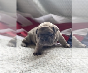 French Bulldog Puppy for sale in RICHLAND, IA, USA