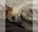 Small Photo #7 Jack Russell Terrier Puppy For Sale in Oakhurst, NJ, USA