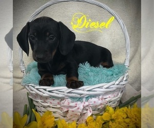 Dachshund Puppy for sale in SHILOH, OH, USA