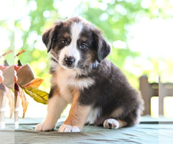 Medium Photo #4 Miniature Australian Shepherd Puppy For Sale in REBERSBURG, PA, USA