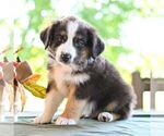 Small #3 Miniature Australian Shepherd