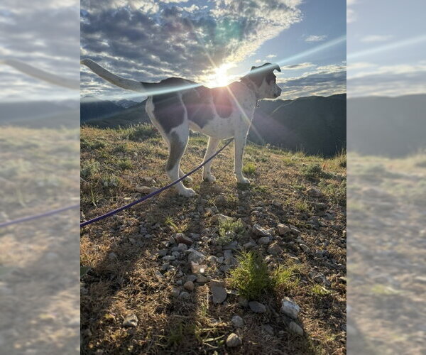 Medium Photo #16 Mutt Puppy For Sale in Sandy, UT, USA