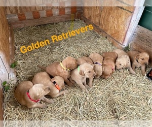 Golden Retriever Puppy for sale in MILES, TX, USA