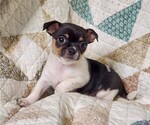 Puppy Arlo Chihuahua