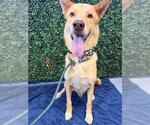 Small #1 German Shepherd Dog Mix