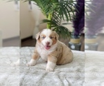 Small Photo #24 Australian Shepherd Puppy For Sale in WESLEY CHAPEL, FL, USA