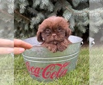 Luke - Male Shih Tzu Puppy for Sale - Photo #4