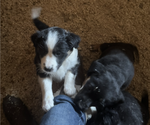 Small #3 Border-Aussie