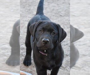 Labrador Retriever Puppy for Sale in ROCK ISLAND, Texas USA